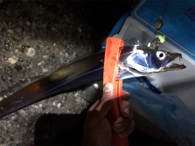 太刀魚 炸裂連チャンモード