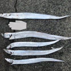 グルメなタチウオ