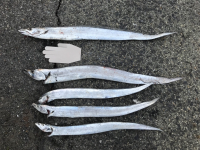 グルメなタチウオ