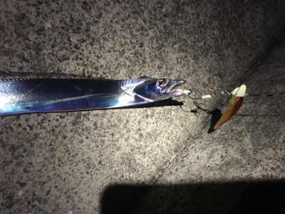 ワインドにてタチウオ