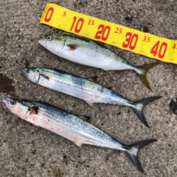 微妙な釣果。す