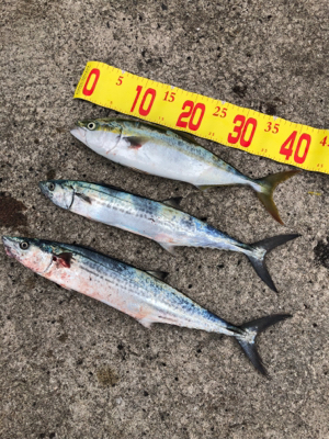 微妙な釣果。す