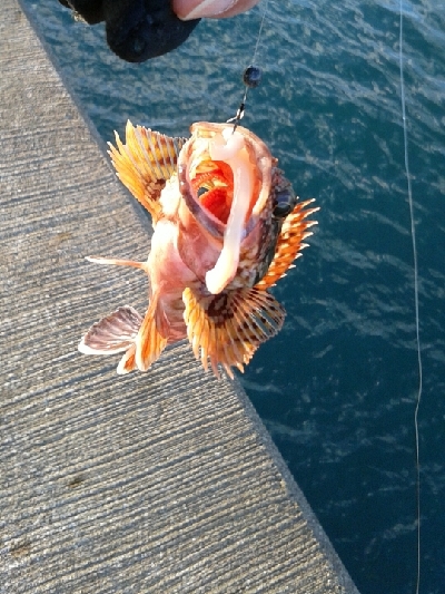 小魚