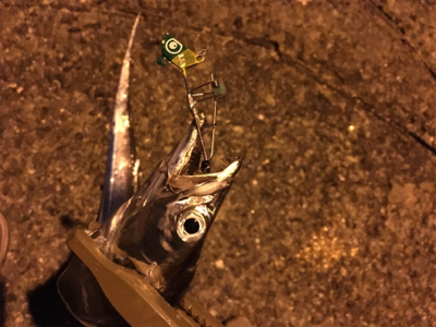 タッチポン陸にて…爆釣‼&#…