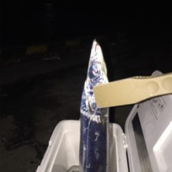 今年初めてのタチウオ！