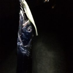 マリンピア沖洲でタチウオ