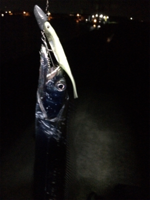 マリンピア沖洲でタチウオ