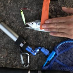 スロージギングでタチウオ!