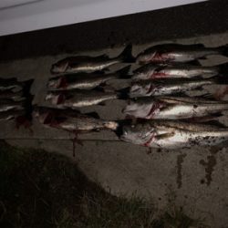 やっとシーズン到来かな