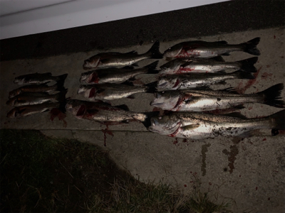 やっとシーズン到来かな