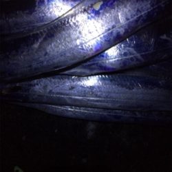 大きくなってますね