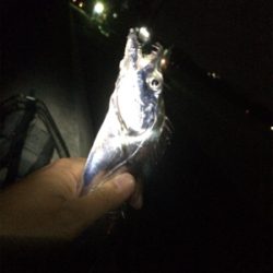 マリンピア沖洲のタチウオ