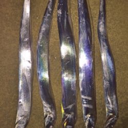 昨日に引き続き今夜もタチフロート。