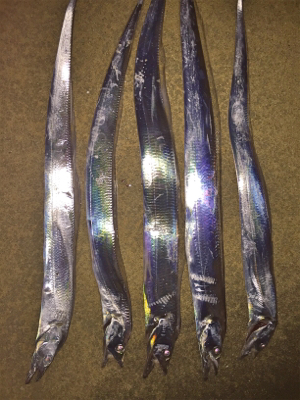 昨日に引き続き今夜もタチフロート。