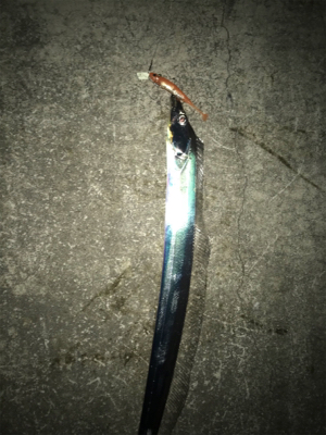 今夜は渋い‼︎