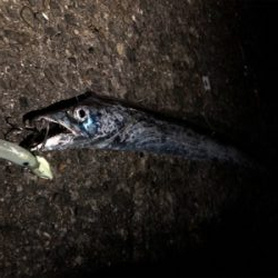 夜釣りで太刀魚ゲーム