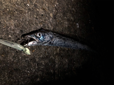 夜釣りで太刀魚ゲーム