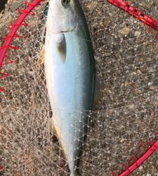 久しぶりに釣れた