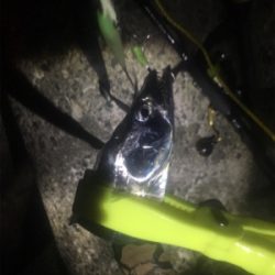 タチウオプチラッシュから青物不発