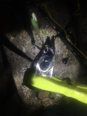 タチウオプチラッシュから青物不発