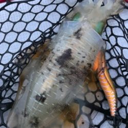 (釣行 其の弐拾九)