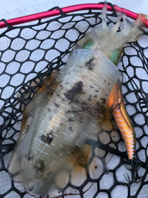 (釣行 其の弐拾九)