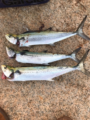 サゴシ祭り〜！