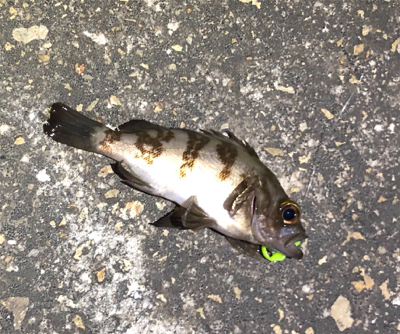 今日はメバルも