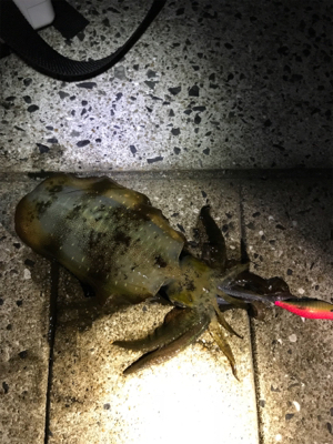 アオリイカ ナイター