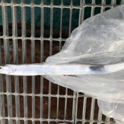 久々ピアー（╹◡╹）