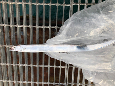 久々ピアー（╹◡╹）