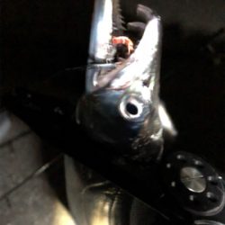 タチウオ少々サバ祭り