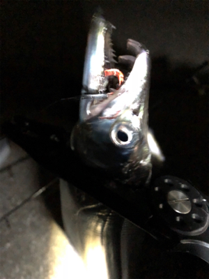 タチウオ少々サバ祭り