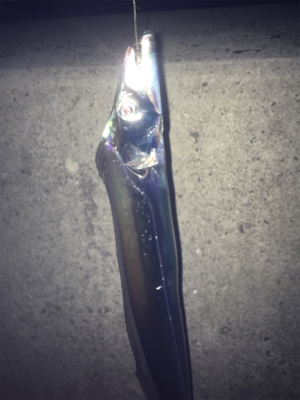 タチウオ釣りのおまけ