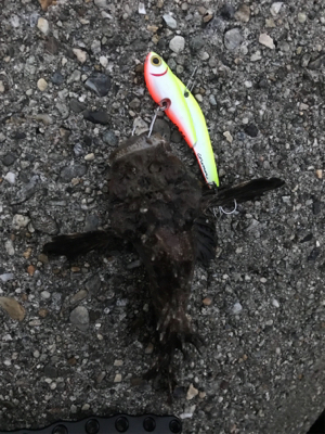 メタルバイブでオコゼ