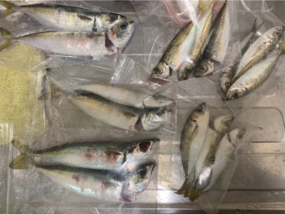 ナイトアジング