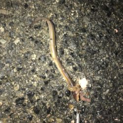 アナゴ釣りたくて