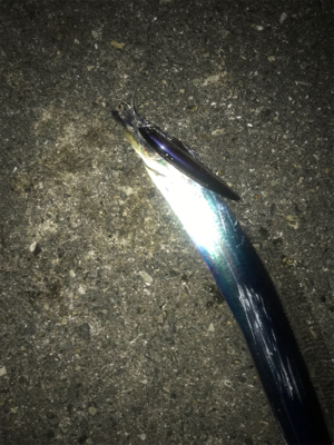 タチウオラッシュ