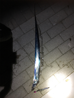 風と寒さに耐え