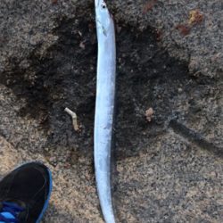 パターンがありそう