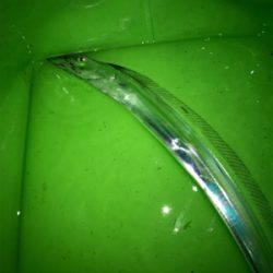 まだ、釣れてますよ！