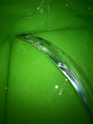 まだ、釣れてますよ！