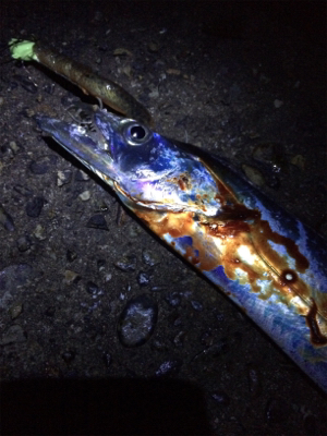 今年は多いですね