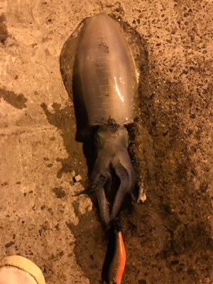 サイズがいいわりに活性高いかも？