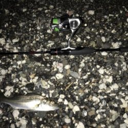 プチセイゴ祭り