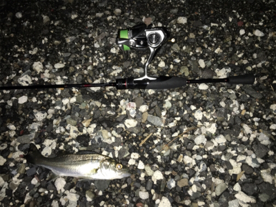 プチセイゴ祭り