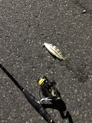 ナイトライトゲーム