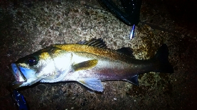 水道にて64センチ。