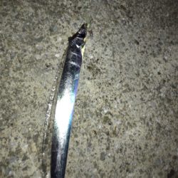 ベイトの群れにタチウオ付いてる