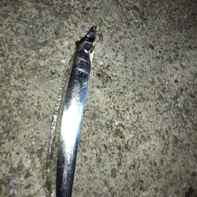 ベイトの群れにタチウオ付いてる